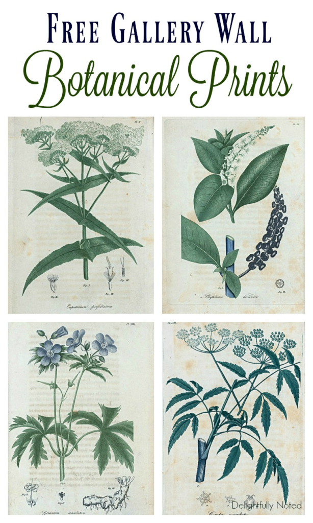 Free Botanical Art Prints| Great resource for a collection of botanical art that would be perfect for gallery walls!